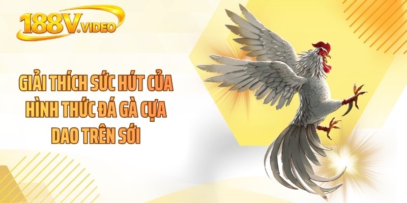 Giải thích sức hút của hình thức đá gà cựa dao trên sới